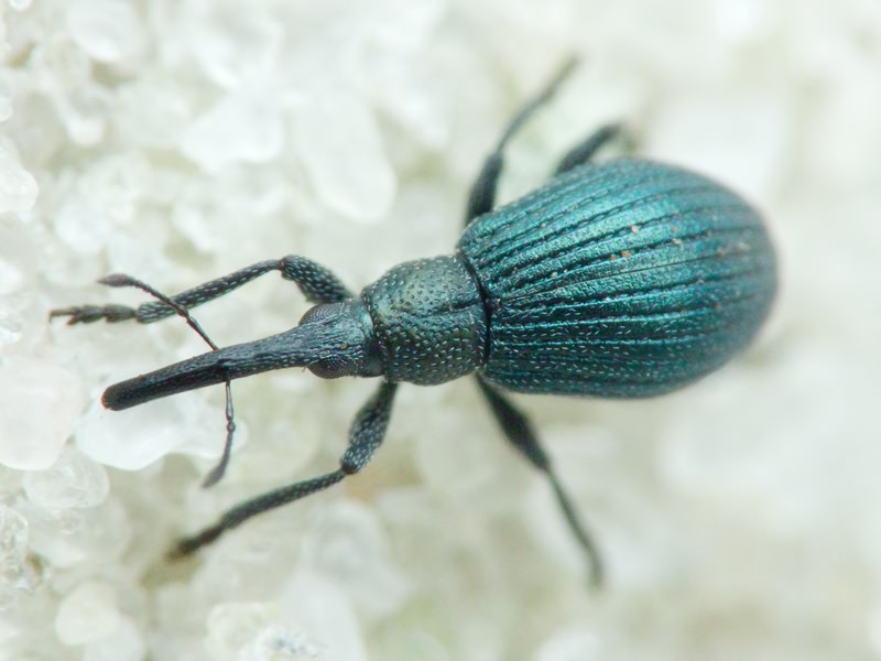 Mesotrichapion punctirostre (Gyllenhal, 1839)